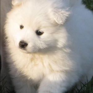 Meet your Posher, Perla